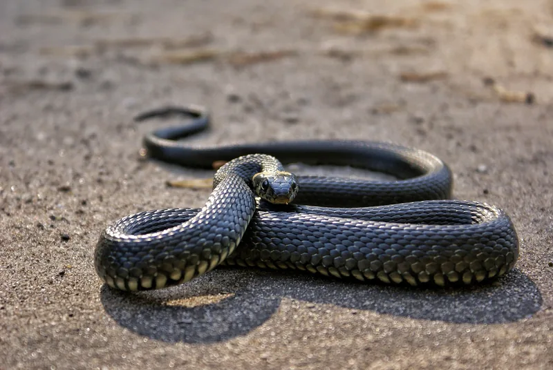 Sonhar com Cobra